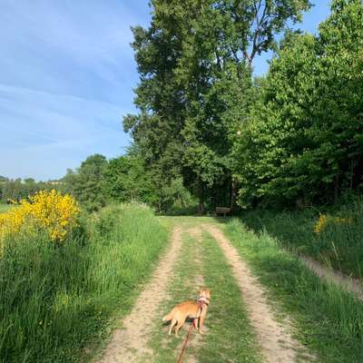 Hundetreffen-Gassi-Spiel-Partner rund um Much gesucht-Bild
