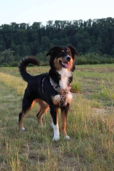 Hundetreffen-Gemeinsame Spaziergänge 🐾-Bild