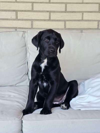 Hundetreffen-Welpentreff-Bild