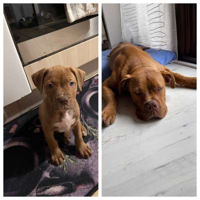 Welpenfotos-Beitrag-Bild