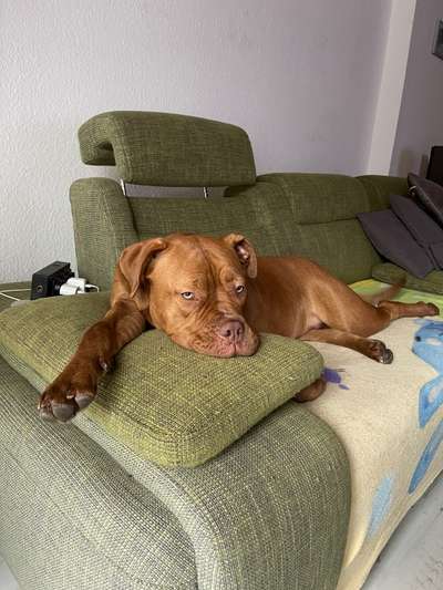 Bordeauxdoggen hier?-Beitrag-Bild