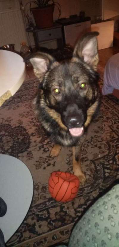 Dein Hund im Dogorama-Kalender 2021-Beitrag-Bild