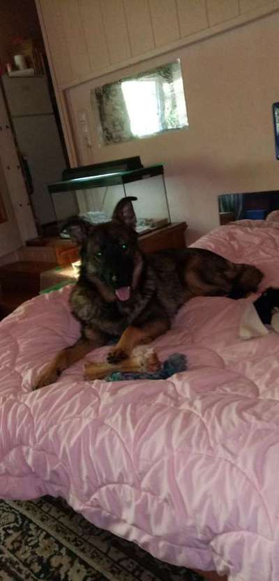 Dein Hund im Dogorama-Kalender 2021-Beitrag-Bild