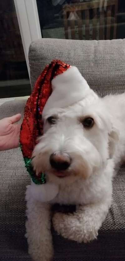 Challenge Nr. 8  Dein Hund im Weihnachtslook-Beitrag-Bild