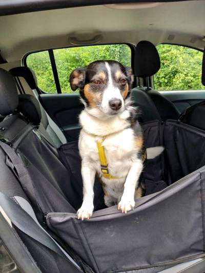 Wie kamst du zu deinem Hund?-Beitrag-Bild