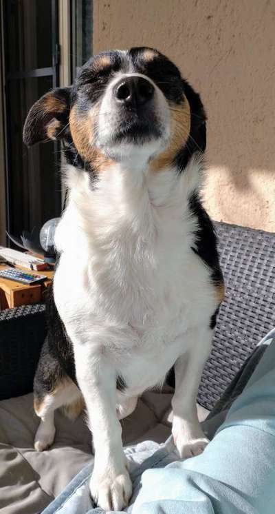 Unsere Fellnasen-Vielfalt im Überblick!-Beitrag-Bild