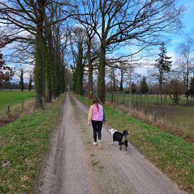 Hundetreffen-Gassirunde mit Tobe einheit-Bild