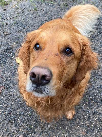 Hundetreffen-Hund spazieren und spielen-Bild