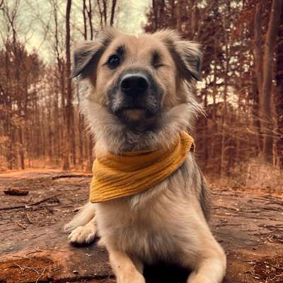 Hundetreffen-Gemeinsame Aktivitäten nach individueller Absprache (Laufen,Joggen,Fahrrad,Training,SocialWalks etc)-Bild