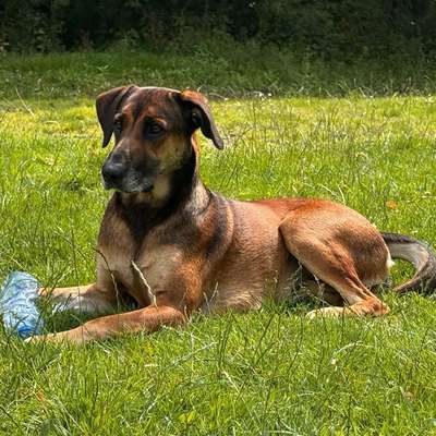 Hundetreffen-Gassirunde im Hirschgarten oder Schlossmauer-Bild