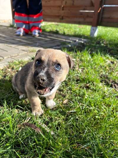 Dogorama Photo Challenge - Fail/Outtakes-Beitrag-Bild