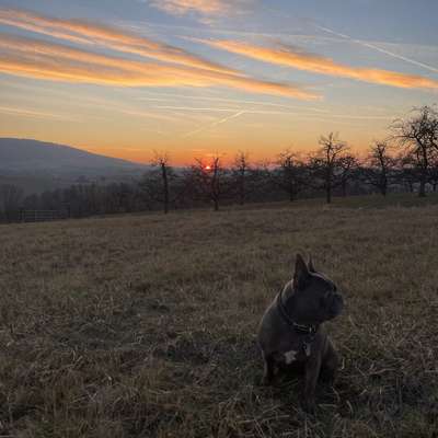 Hundetreffen-Gassi Runden & gemeinsames Spielen-Bild
