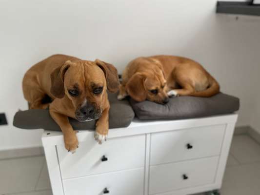 Puggle-Beitrag-Bild