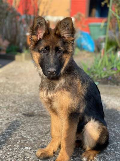 Schäferhund-Fans?-Beitrag-Bild