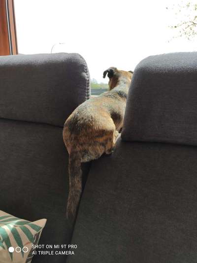 149. Foto Challenge: Wer ist hier der Boss!-Beitrag-Bild