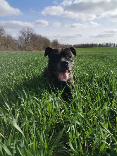 Hundetreffen-Gassirunden mit Merle-Bild