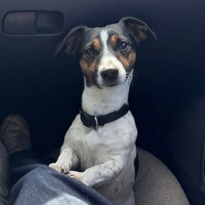 Hundetreffen-Gassirunde in Emden-Bild