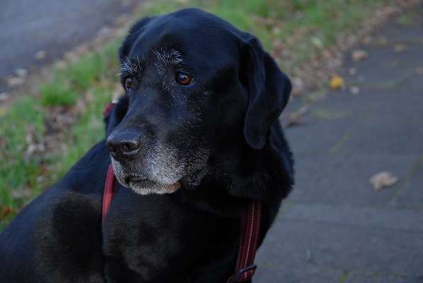 Wo sind meine Labrador Freunde-Beitrag-Bild