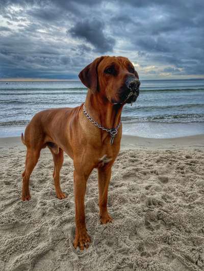 Die Dogorama Kalender Challenge Titelbild-Beitrag-Bild