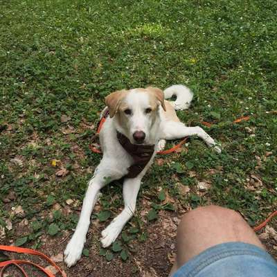 Hundetreffen-Gassi und Spielrunde-Bild