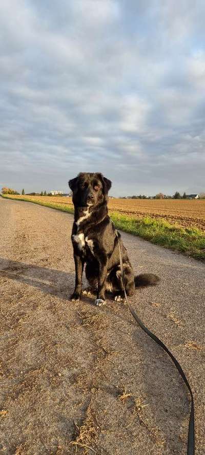 Hundetreffen-Hundewiese Wesseling-Bild