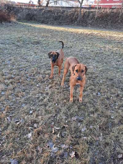 Rhodesian Ridgeback-Beitrag-Bild