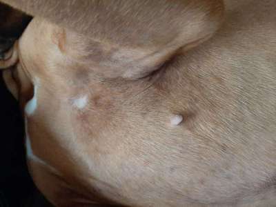 Komischer Ausschlag-Beitrag-Bild