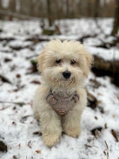 Dogorama Photo Challenge - Winterstimmung-Beitrag-Bild