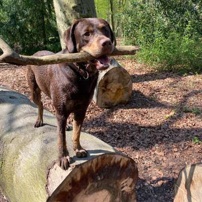 Hundetreffen-Spieltreffen in Oldenburg-Profilbild