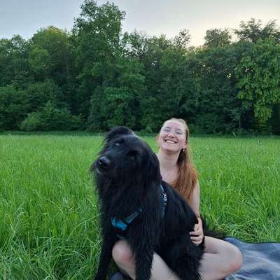 Hundetreffen-Social Walk, gemeinsames Trainieren-Bild