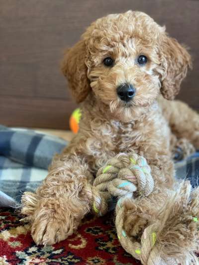 Hundetreffen-Welpenspielrunde Kirchdorf an der Krems-Bild