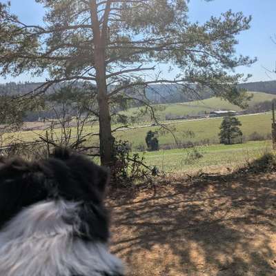 Hundetreffen-Dogtrekking mit Hund im Harz-Bild