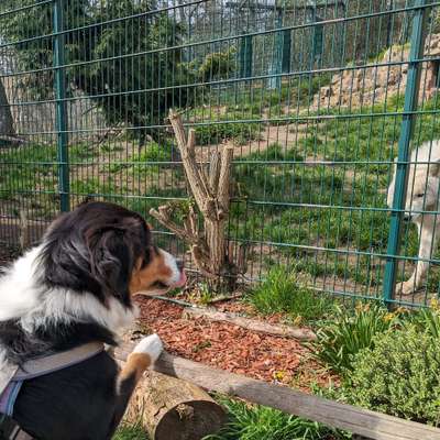 Hundetreffen-Gemeinsam Sicherheit geben - Spaziergang durch Tierparks-Bild