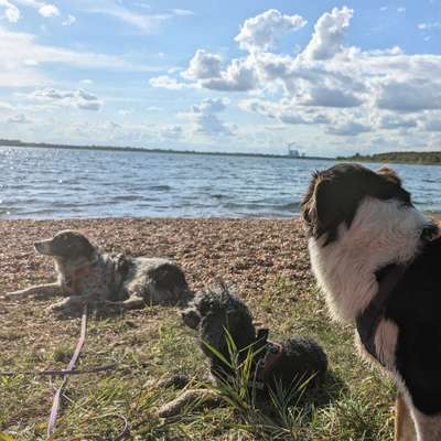 Hundetreffen-Social Walk Wallendorfer See-Bild