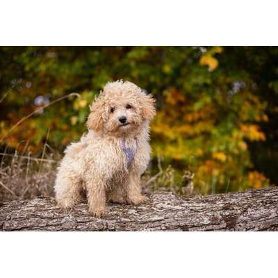 Hundetreffen-Spiel-  und Spazierfreunde für kleinen Welpen gesucht-Bild