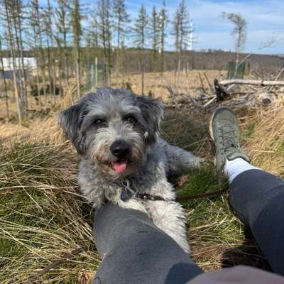 Hundetreffen-Hundewanderungen-Bild