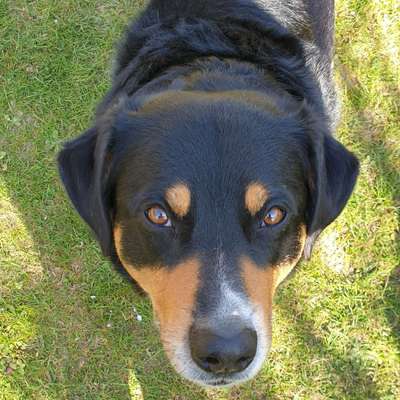 Hundetreffen-Ausgiebiges Gassi gehen und Toben-Bild