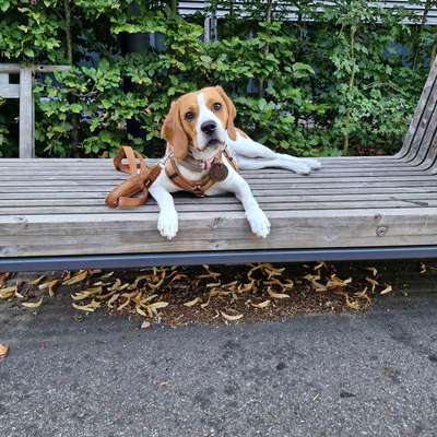 Hundetreffen-Gassitreff Walldorf und Umgebung-Bild