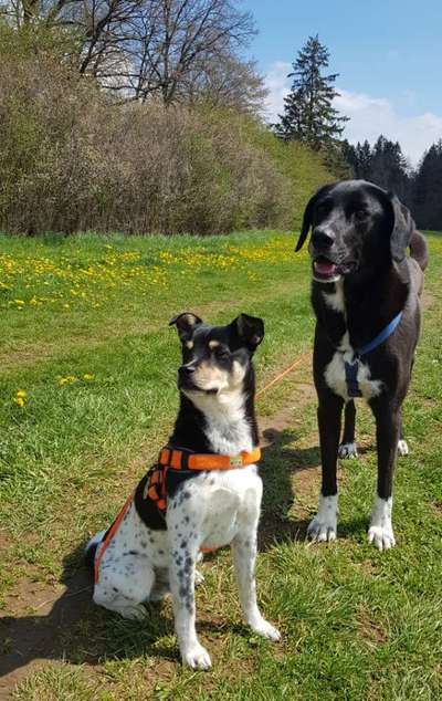 Bester Freund, Hundekumpel - zeigt her!-Beitrag-Bild
