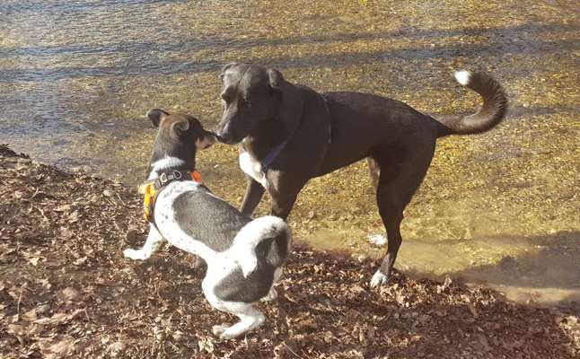 Bester Freund, Hundekumpel - zeigt her!-Beitrag-Bild