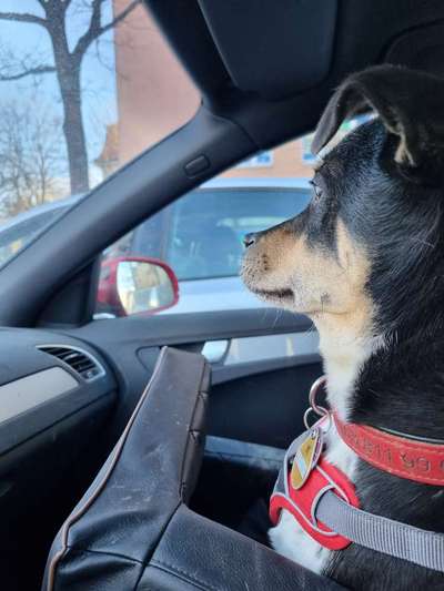 FOTOCHALLENGE 70 - Dein Hund im Auto-Beitrag-Bild