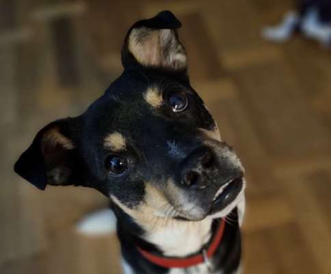 Die besten Hundeblicke 🐾❤️-Beitrag-Bild