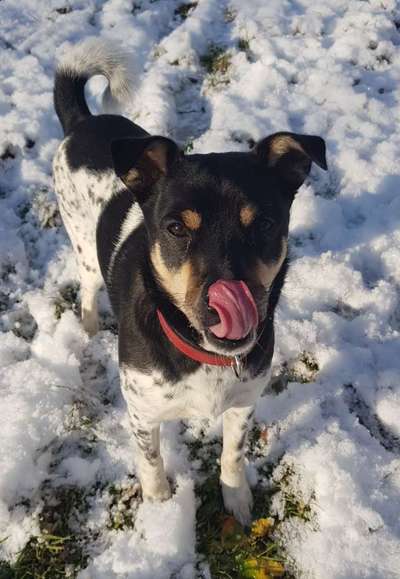 Fotochallenge Nr. 59 - Mein Hund zeigt die Zunge-Beitrag-Bild