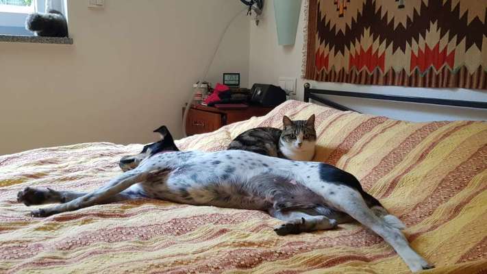 Darf der Hund bei Euch im Bett schlafen?-Beitrag-Bild