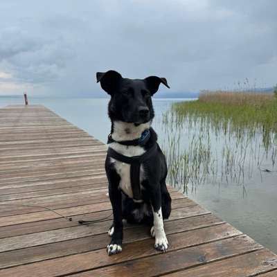 Hundetreffen-Gassirunde/ Spielgefährte-Bild