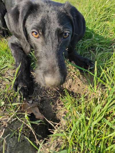 Hundetreffen-Hundespiel auf dem Hundespielplatz-Bild