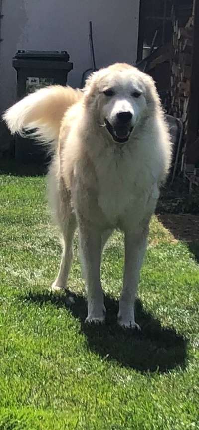 Maremmano-Beitrag-Bild