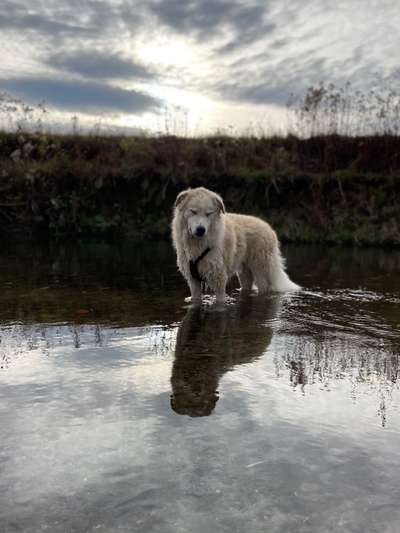 Herdenschutzhunde und Herdi-Mixe-Beitrag-Bild