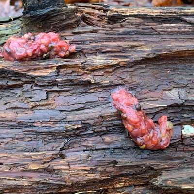 Giftköder-Giftköder-Bild