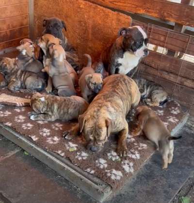 Brachycephale Hunderassen-Beitrag-Bild